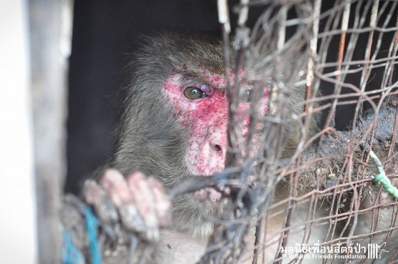  Opice strávila v tomto strašlivém vězení až neuvěřitelných 25 let! Její bývalý m 
