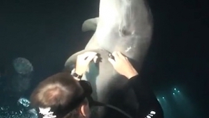 Během potápění spatřil, že mu něco ukazuje delfín. Když zjistil o co se jedná, n