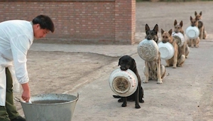 Věřili byste, že tito psi dokážou čekat v řadě? Jsou trpělivější než většina lid