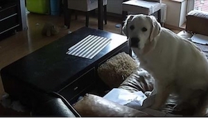 Nechala zapnutou kameru v obývacím pokoji a díky tomu nafilmovala svého psa, kte