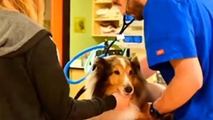 Veterinář ctěl psa uspat, když spatřil NĚCO za jeho uchem!
