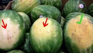 Jak vybrat ten nejlepší meloun? Tento trik jsme se naučili od farmáře!