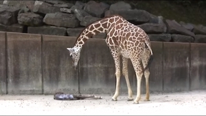 Návštěvníci ZOO natočili celý porod žirafy. Něco neskutečného!
