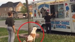 Pes se postavil do fronty aby si koupil... zmrzlinu! Toto video prostě musíte vi