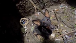 Toto video zachytává záchranu psa, který spadl do studny. Podívejte se, co udělá