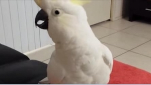 To, co dělá tento papoušek, vás pobaví až k slzám! Má talent :)