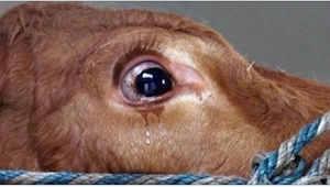 Kráva byla vyděšená natolik, že začala plakat! Pak pochopila, kam ji zavezli…