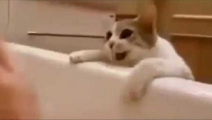 Kočka si myslela, že se její majitelka topí ve vaně. Její reakce si získala inte