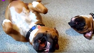 Nikdo nevěřil, CO jeho psi dělají, proto natočil video, které baví celý internet