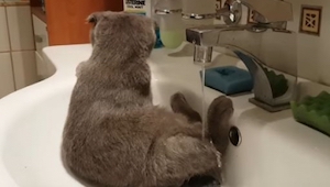 Kočka jen tak sedí v umyvadle. To, co udělá, rozesměje každého!