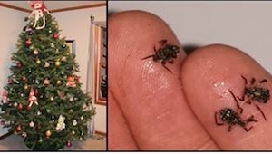 Váš živý vánoční stromeček je pravděpodobně plný červů! 