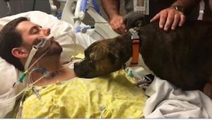 Lékaři otevřeli dveře a do pokoje umírajícího pacienta vpustili psa. Co se stane