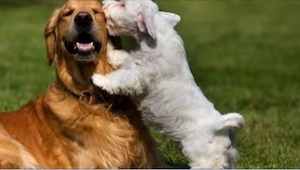 Proč nás psi olizují? Zjištění veterinářů vás překvapí! 