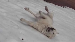 Majitel natočil, jak jeho pes řádí ve sněhu velmi  neobvyklým způsobem... Už v 0