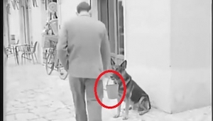 Muž si všimnul psa, který držel v tlamě kbelík. Za okamžik všechno pochopil a by