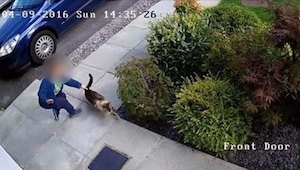 Kamera natočila, jak syn sousedů napadl kočku – vrátilo se mu to! 