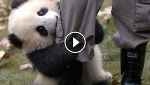 Tato malá panda si nic nedělá z toho, že se někdo snaží pracovat – chce se přitu