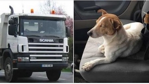 Řidič kamionu zachránil toulavého psa. Byl ohromen, když mu pes ukázal v lese TO