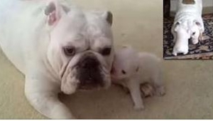 Štěňátko bulldoga dostalo záchvat vzteku, kterého obětí se stala jeho máma… Toto