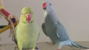 Papoušek pozdraví svého kamaráda. To, co mu odpoví, je neuvěřitelné! 