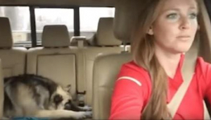 Pes spí na zadním sedadle auta, když z rádia zazní jeho oblíbená písnička - jeho