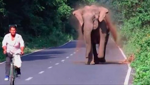 Slon honí cyklistu. Počkejte, až uvidíte proč - neuvěřitelné!