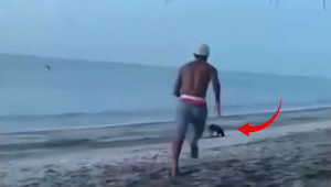Mladý muž kopl do toulavého psa na pláži… Za okamžik toho litoval! 