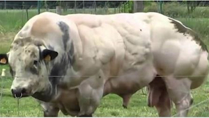 Tento býk byl stvořen k tomu, aby měl co nejvíce masa. Podívejte se, jak vypadá,