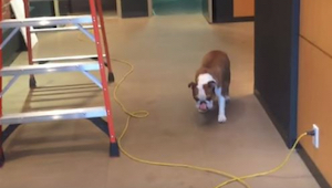 Tento bulldog se bojí projít přes kabel - jeho řešení je geniální! 