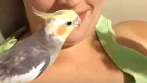 Nebudete věřit, co zpívá tento papoušek! Znáte ji?