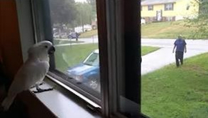 Kakadu čeká u okna na svého majitele. Podívejte se, co se děje, když se vrací do