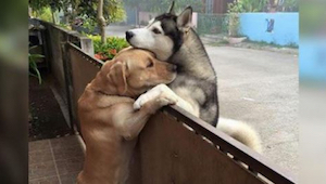 Pes utíká z domu za svým kamarádem. Když se zvířata nakonec setkají, nedokážeme 