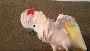 Papoušek má špatnou náladu a praskly mu nervy. Sledujte, jak křičí do kamery. 