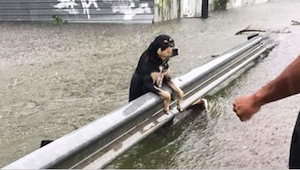 Během strašlivé bouře nechali majitelé své psy napospas smrti. Tyto fotografie š