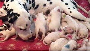 Když fena dalmatina začala rodit, uvědomili si, že se jejich veterinář mýlil! 