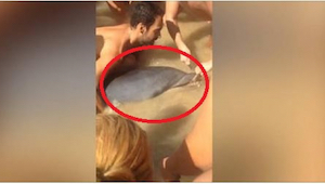 Delfín se dostal na břeh, aby požádal lidi na pláži o pomoc. Okamžitě pochopili,