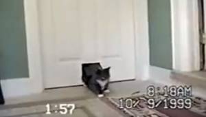 Nebudete věřit, kdo vešel do domu hned za kočkou! Musela jsem si video přehrát 3