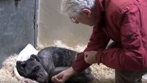 59letá šimpanzice je natolik nemocná, že se jí nechce ani jíst. Tehdy ale pozná 