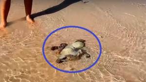 Rodina na pláži zachránila chobotnici. Když se tam vrátili na druhý den, našli n