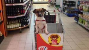 Manažer supermarketu měl dost psů zamčených v autě, a tak navrhnul speciální voz