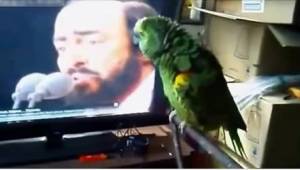 Papoušek a jeho idol, Pavarotti… takový duet jste ještě neslyšeli! 