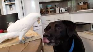 Pes se dívá na papouška a jen se olízne… to, co za okamžik udělá, vás překvapí!