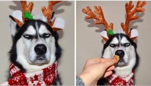 6 fotek psa, který nesnáší Vánoce… Tento husky je hvězda internetu!