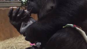 Video narození malé gorily vás dojme – máma na něm objímá své mládě